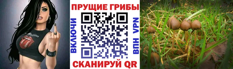 Купить закладки Фролово Галлюциногенные грибы Psilocybine cubensis